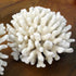 pocillopora eydouxi cauliflower coral large